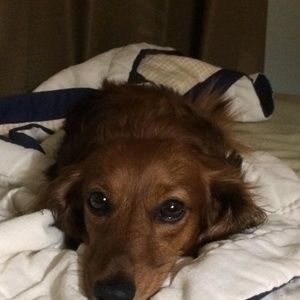 Meet your Posher, Darla